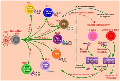 Frontiers | The Emerging Role Of Epigenetics In Autoimmune Thyroid Diseases